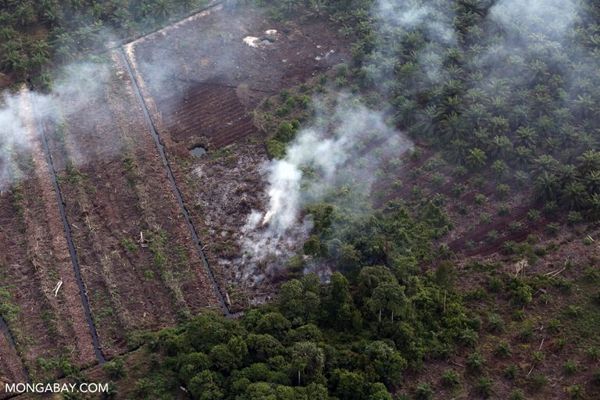 Hazy figures cloud Indonesia’s peat restoration as fire season looms