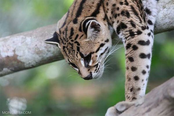 Brazil’s political storm driving Amazon deforestation higher