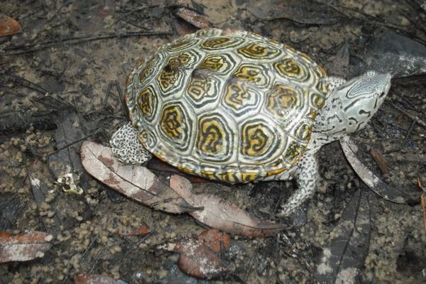 As turtles go, so go their ecosystems