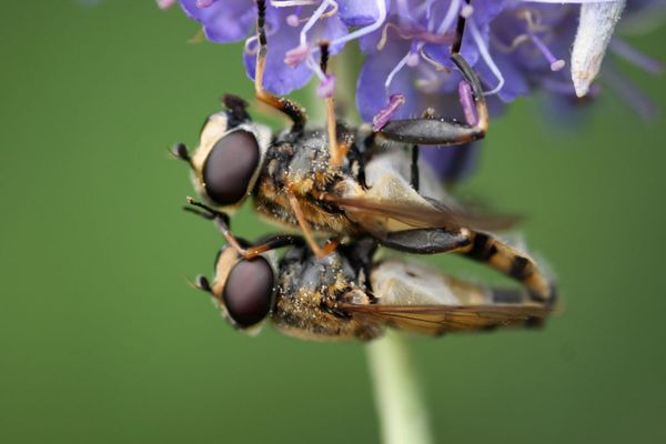 The great insect dying: Vanishing act in Europe and North America