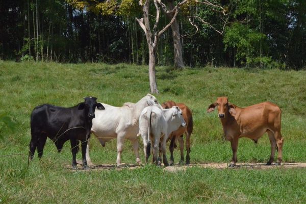 Land grabbing, cattle ranching ravage Colombian Amazon after FARC demobilization