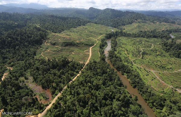 New tool helps monitor forest change within commodities supply chains