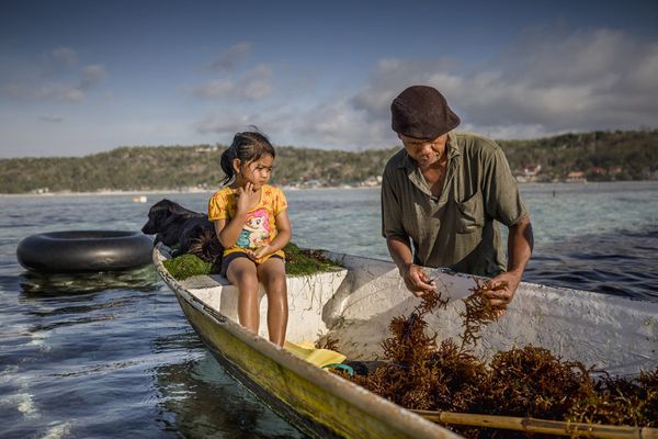 In race for a sustainable alternative to plastic, Indonesia bets on seaweed
