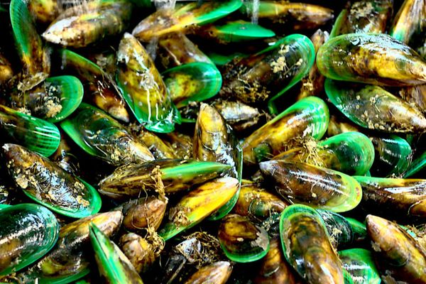 Podcast: Indigenous, ingenious and sustainable aquaculture from the distant past to today