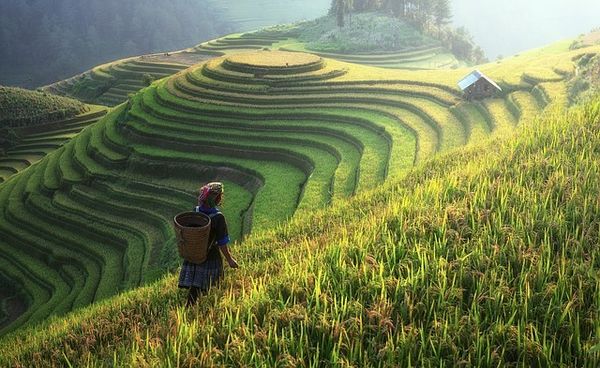 William Rees: Ecological economics for humanity’s plague phase