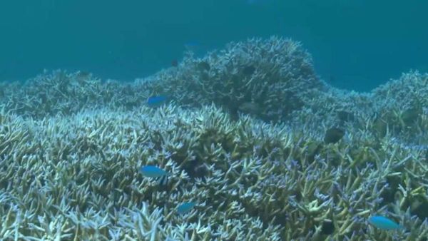How climate change impacts Australia’s Great Barrier Reef
