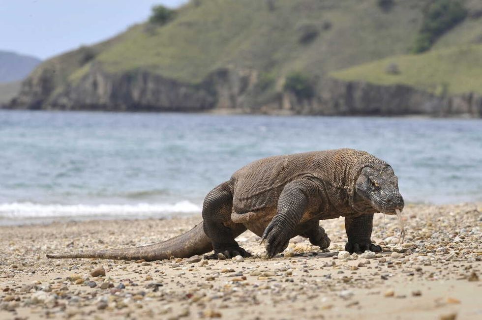 Komodo dragons threatened by climate change, report says