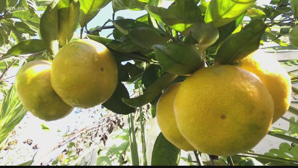 climate impacts food 