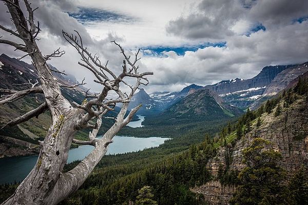 Listing of whitebark pine could give Montana's alpine forests a chance
