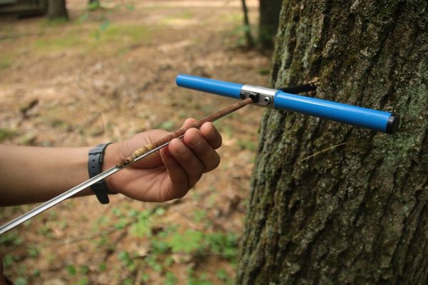 Tree in Harvard Forest live tweets climate change