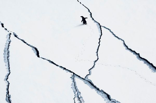 Antarctic Commission pursues largest ever-conservation action