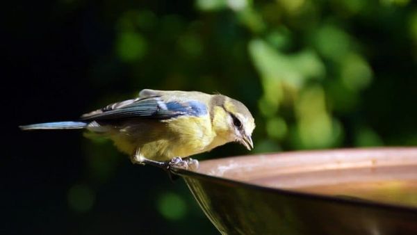 Climate change is making animals smaller, says study