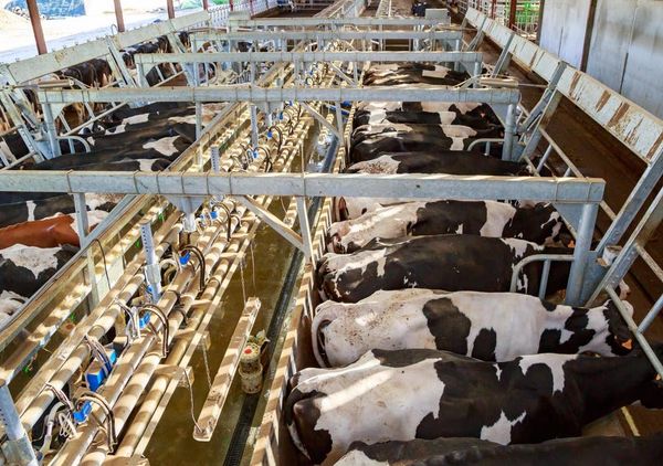 International treaty needed to stop 'Big Food' industry driving obesity and climate change, report says