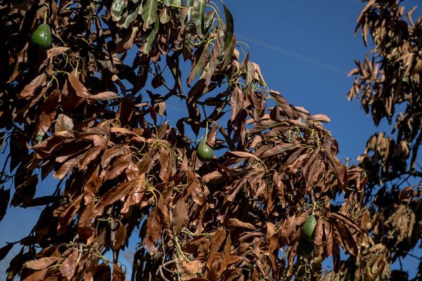 More victims of the California wildfires: Avocados and lemons