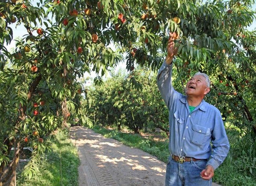 The peaches are sweet, but growing them isn’t