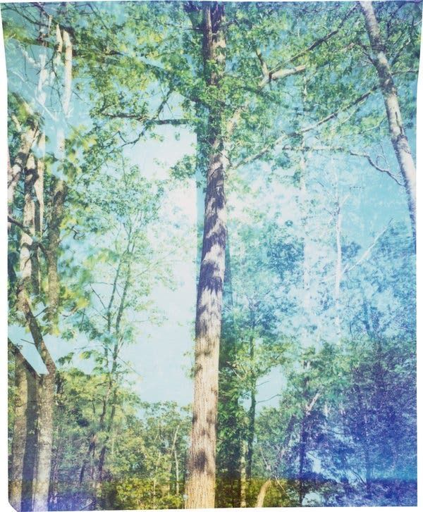 Human activity devastated the American chestnut. Can we bring it back?