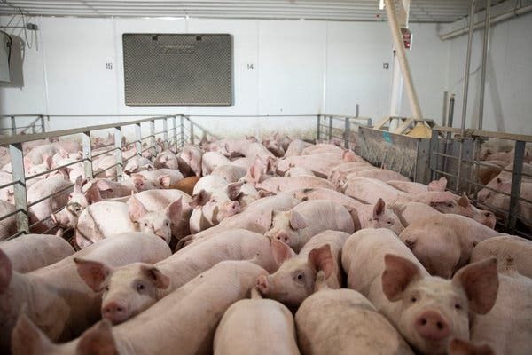 Meat plant closures mean pigs are gassed or shot instead