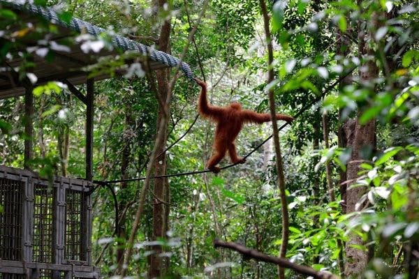 Coronavirus puts captive orangutans' return to the wild on hold