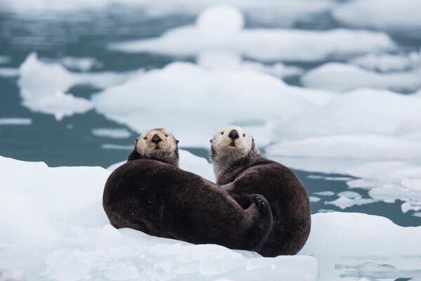 When the otters vanished, everything else started to crumble