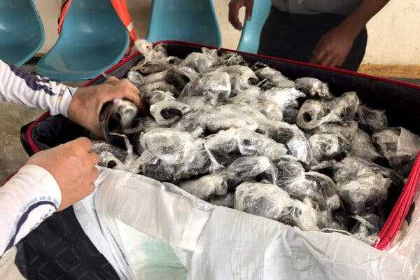 Nearly 200 baby tortoises are seized at Galápagos Airport
