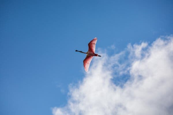 Biden’s Chance to Save the Everglades