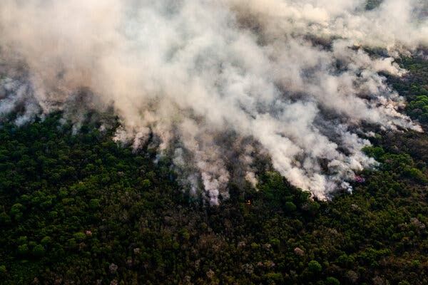 Tropical forest destruction accelerated in 2020