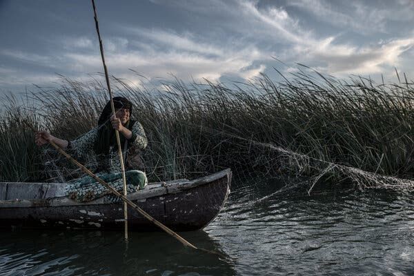 Drought and abundance in the Mesopotamian marshes
