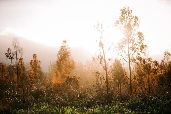 How bad are U.S. wildfires? Even Hawaii is battling a surge