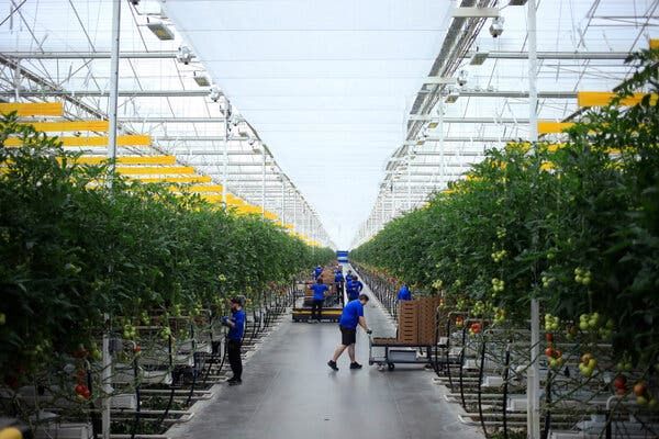 No soil. No growing seasons. Just add water and technology