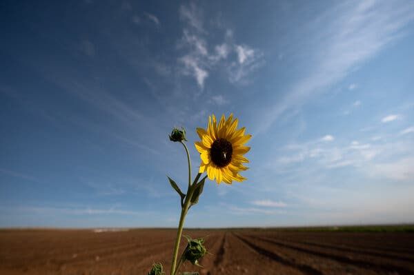 drought california farming water