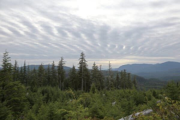 Biden to restore protections for Tongass National Forest in Alaska
