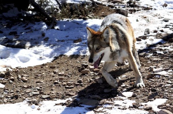 Government shutdown delays, disrupts environmental studies