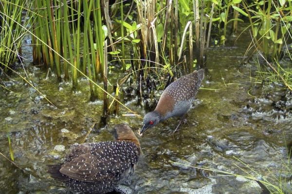 climate impacts biodiversity