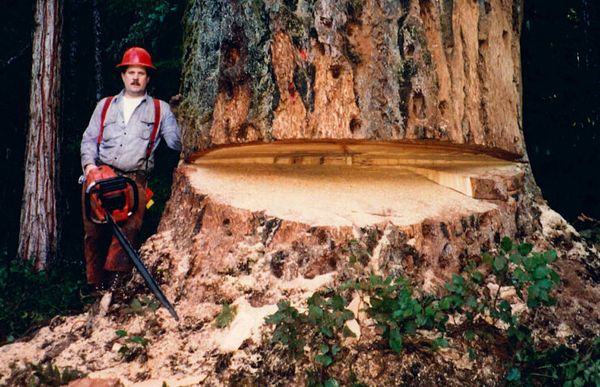 Timber wars