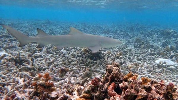Coral reefs could disappear completely within 80 years, new research predicts