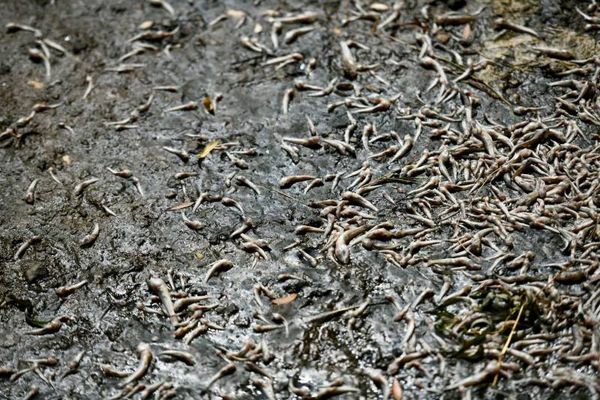 ‘It’s an unimaginable number of fish’