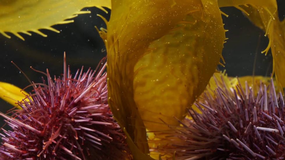 A sea urchin army is mowing down California's kelp forests – but why?