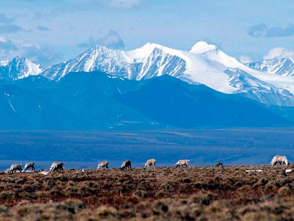 Alaska’s push to drill in the Arctic National Wildlife Refuge backfired. Here’s how.
