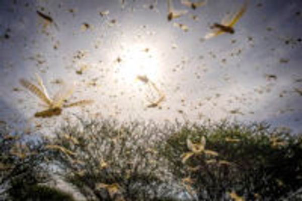 Q&A: Are the 2019-20 locust swarms linked to climate change?