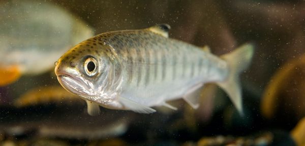 stranded fish & low water