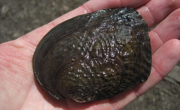 East Texas rivers could become a boiling pot for mussels