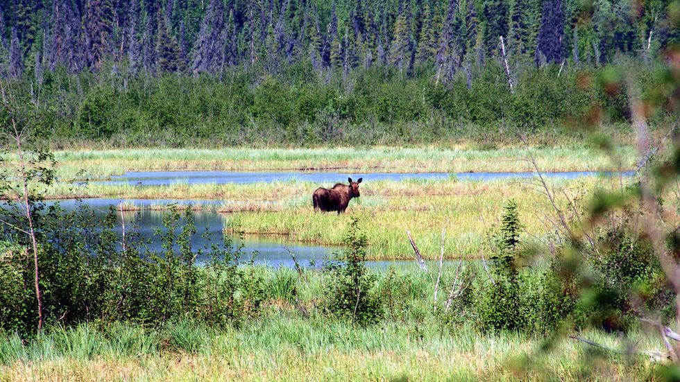 Josie Holtzman, Isaac Kestenbaum: Subsistence, a way of life: How climate change is affecting Alaskan traditions