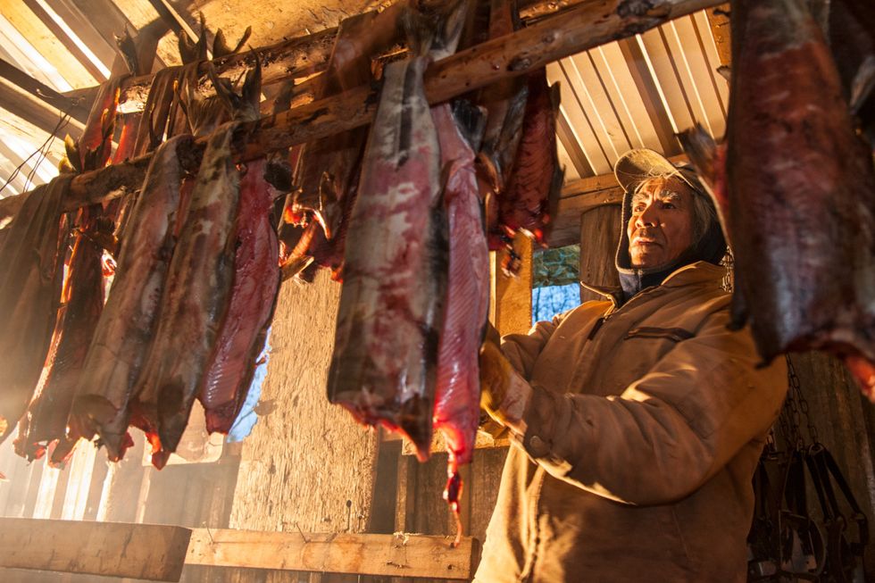 ‘The fish are much, much smaller’: study finds Yukon-Alaska salmon declining in size