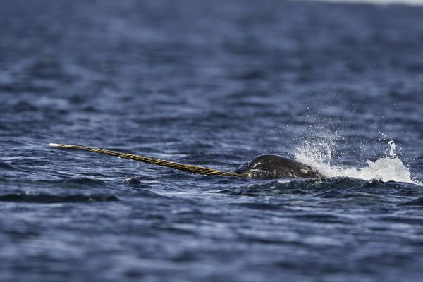 scientists study how narwhal populations are affected by climate shifts