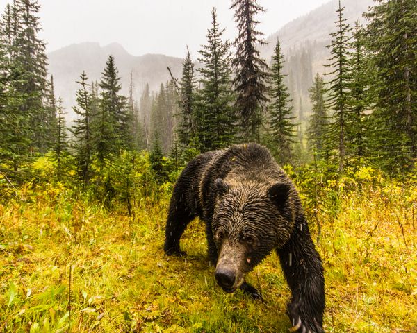 Selkirk mountain eco-resort wildlife threats