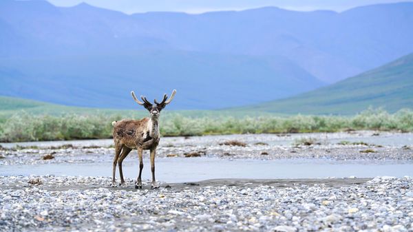 Scotiabank refuses to fund oil drilling in Arctic refuge