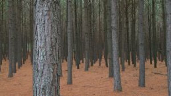 Forests vs. climate change: Researchers race to understand what drought means for the world's trees