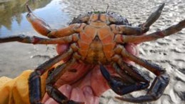 Are we managing invasive species wrong?