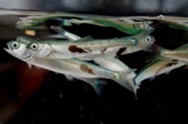 Sea lice plagues return and threat to wild salmon increases