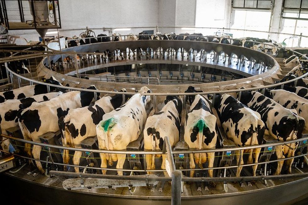 Wisconsin judge affirms regulators can force factory farms to get preemptive pollution permits